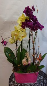 composition-orchidées