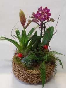 composition-orchidée-guzmania