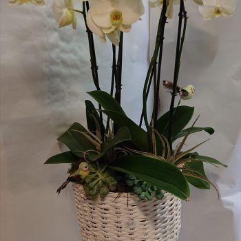 composition orchidées