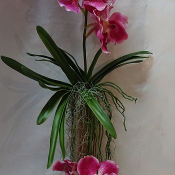 composition orchidées